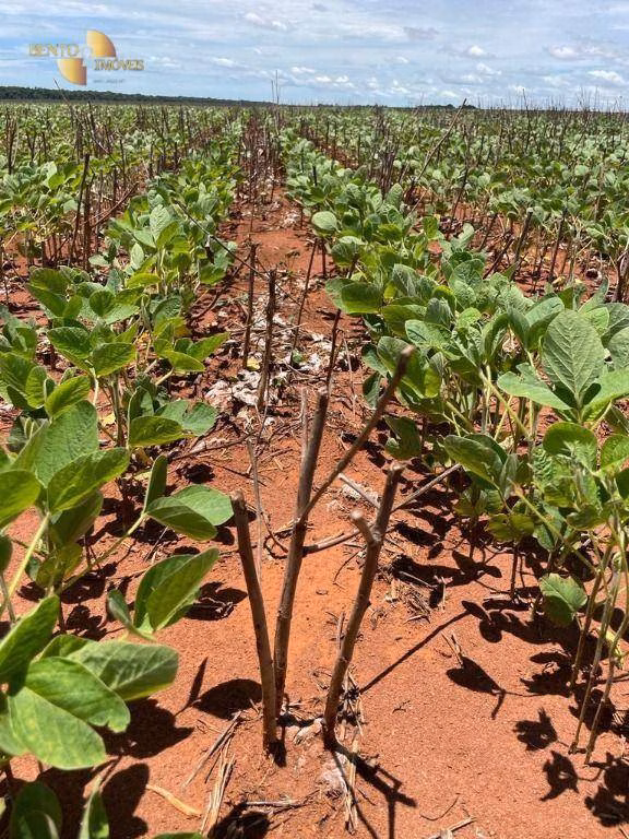 Fazenda de 890 ha em Diamantino, MT