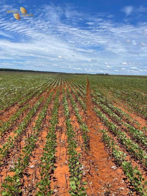 Fazenda de 890 ha em Diamantino, MT