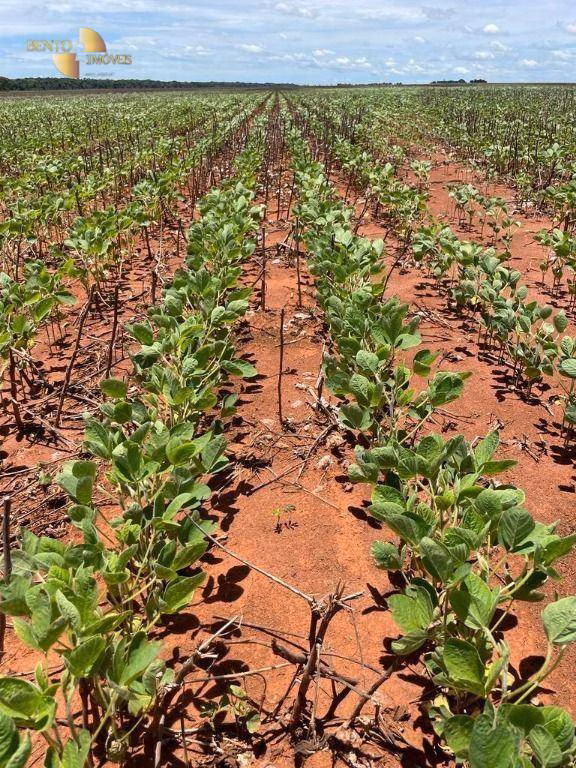 Fazenda de 890 ha em Diamantino, MT