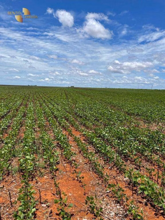 Fazenda de 890 ha em Diamantino, MT