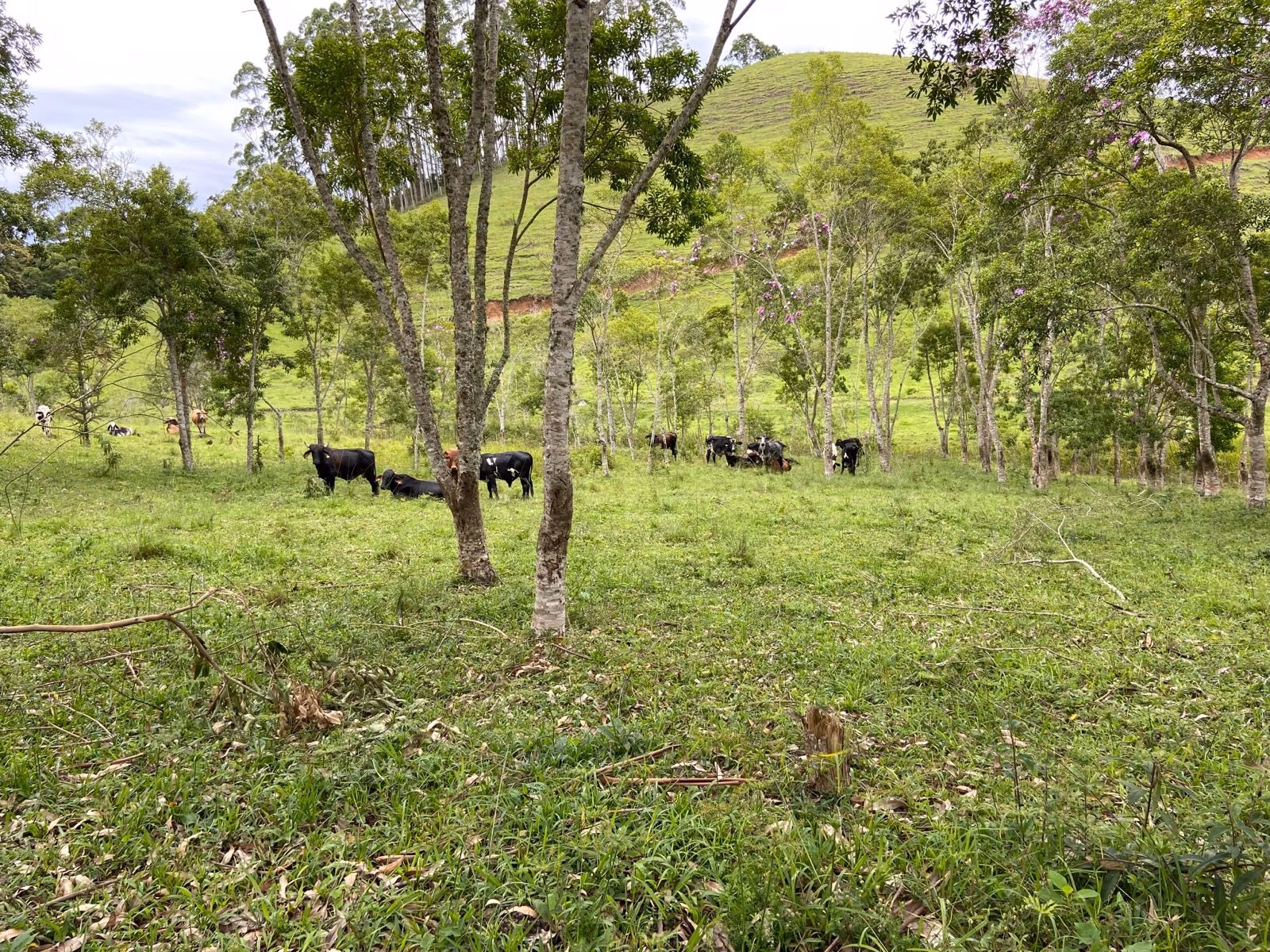 Sítio de 39 ha em São Luiz do Paraitinga, SP