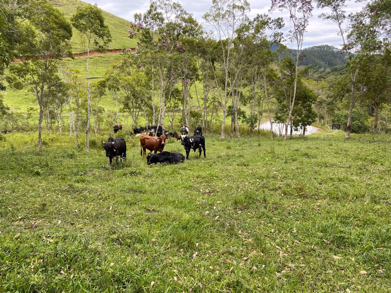 Sítio de 39 ha em São Luiz do Paraitinga, SP