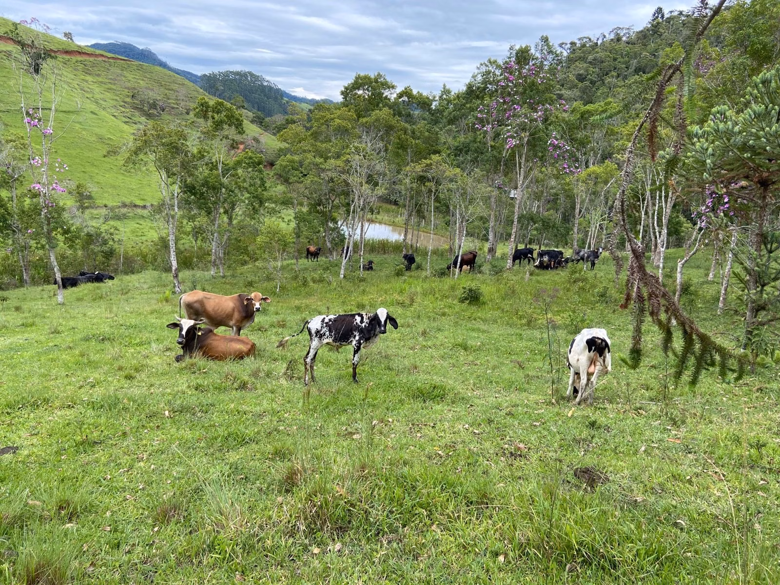 Sítio de 39 ha em São Luiz do Paraitinga, SP