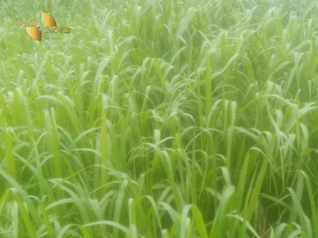 Fazenda de 515 ha em Nossa Senhora do Livramento, MT