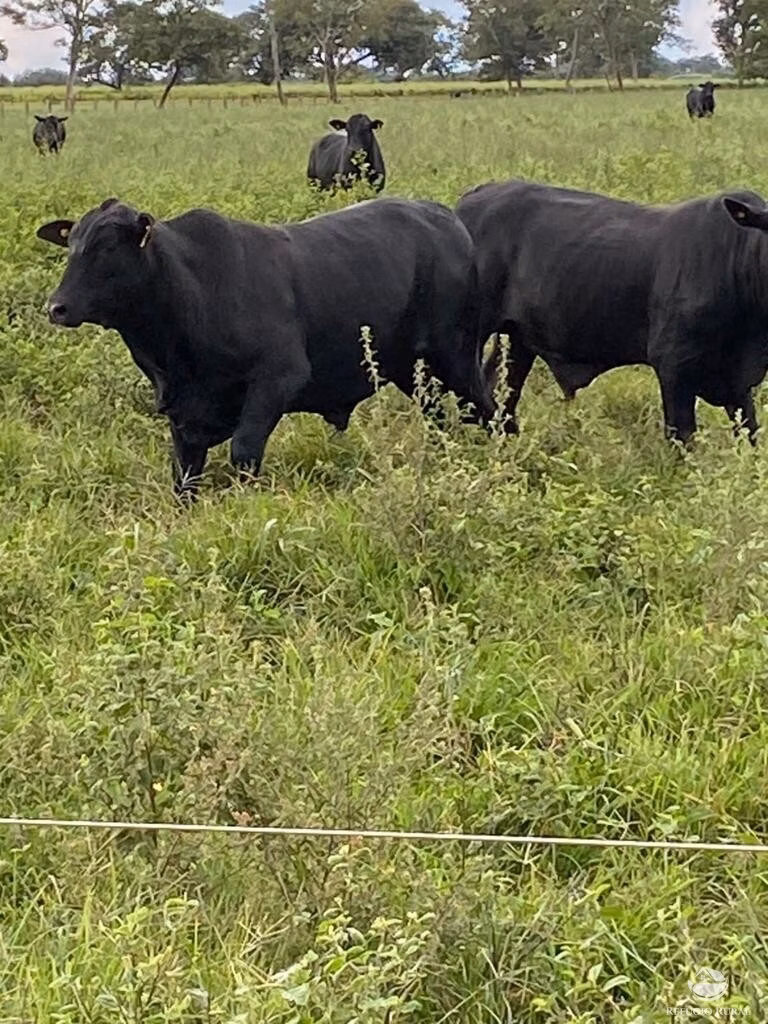 Fazenda de 1.703 ha em Jussara, GO