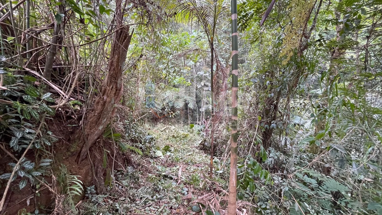 Fazenda de 4 ha em Canelinha, SC