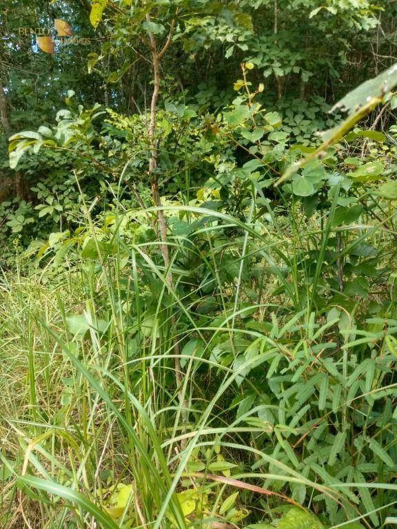 Fazenda de 240 ha em Tesouro, MT