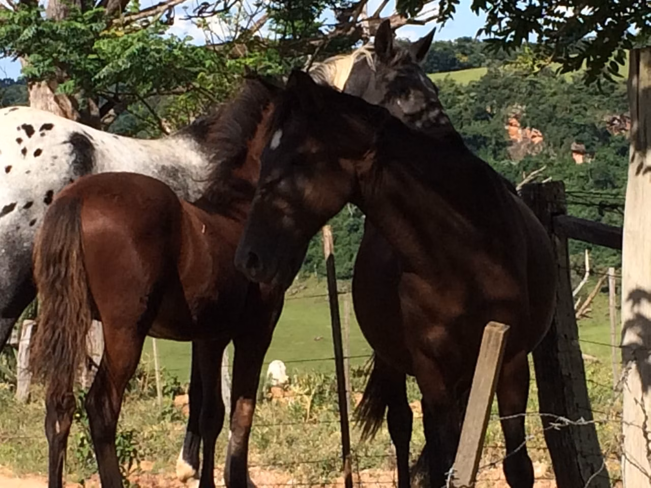 Small farm for sale of 39 acres in Piraju, SP, Brazil