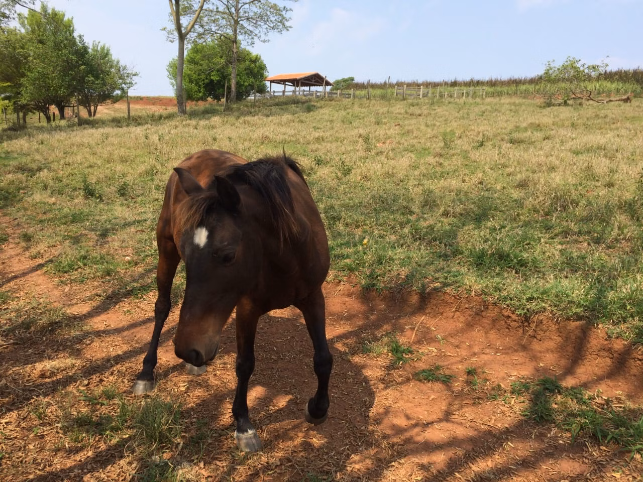 Small farm for sale of 39 acres in Piraju, SP, Brazil