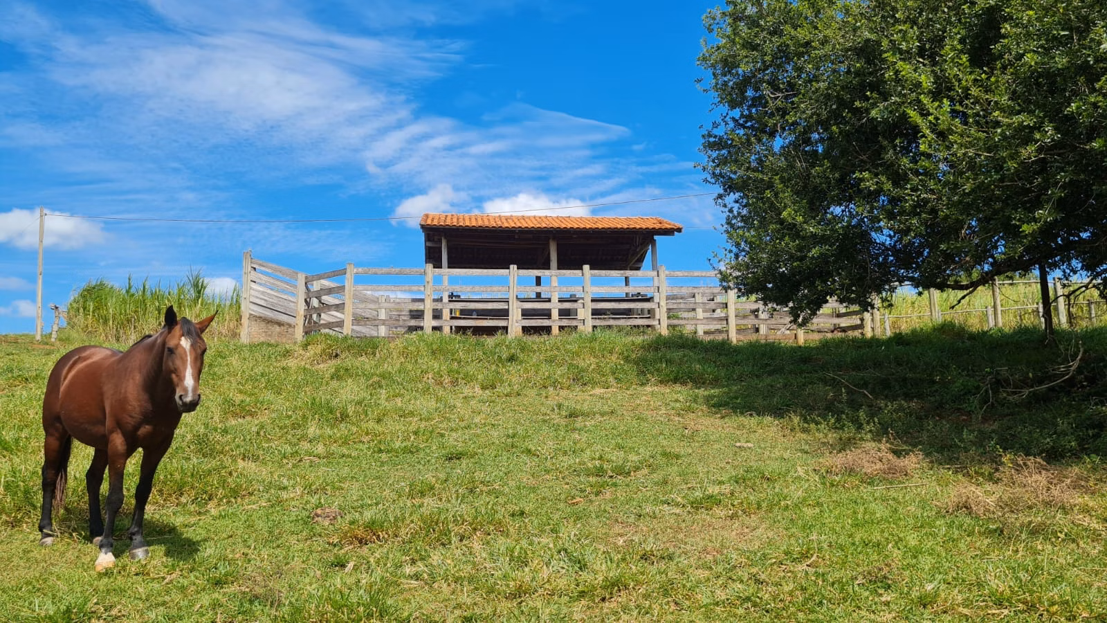 Small farm for sale of 39 acres in Piraju, SP, Brazil