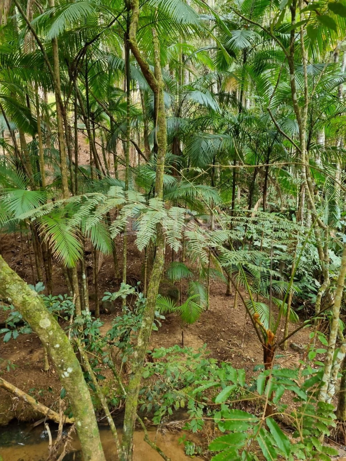 Fazenda de 4.468 m² em Nova Trento, SC