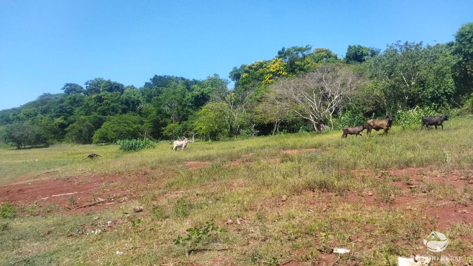 Sítio de 41 ha em Frutal, MG