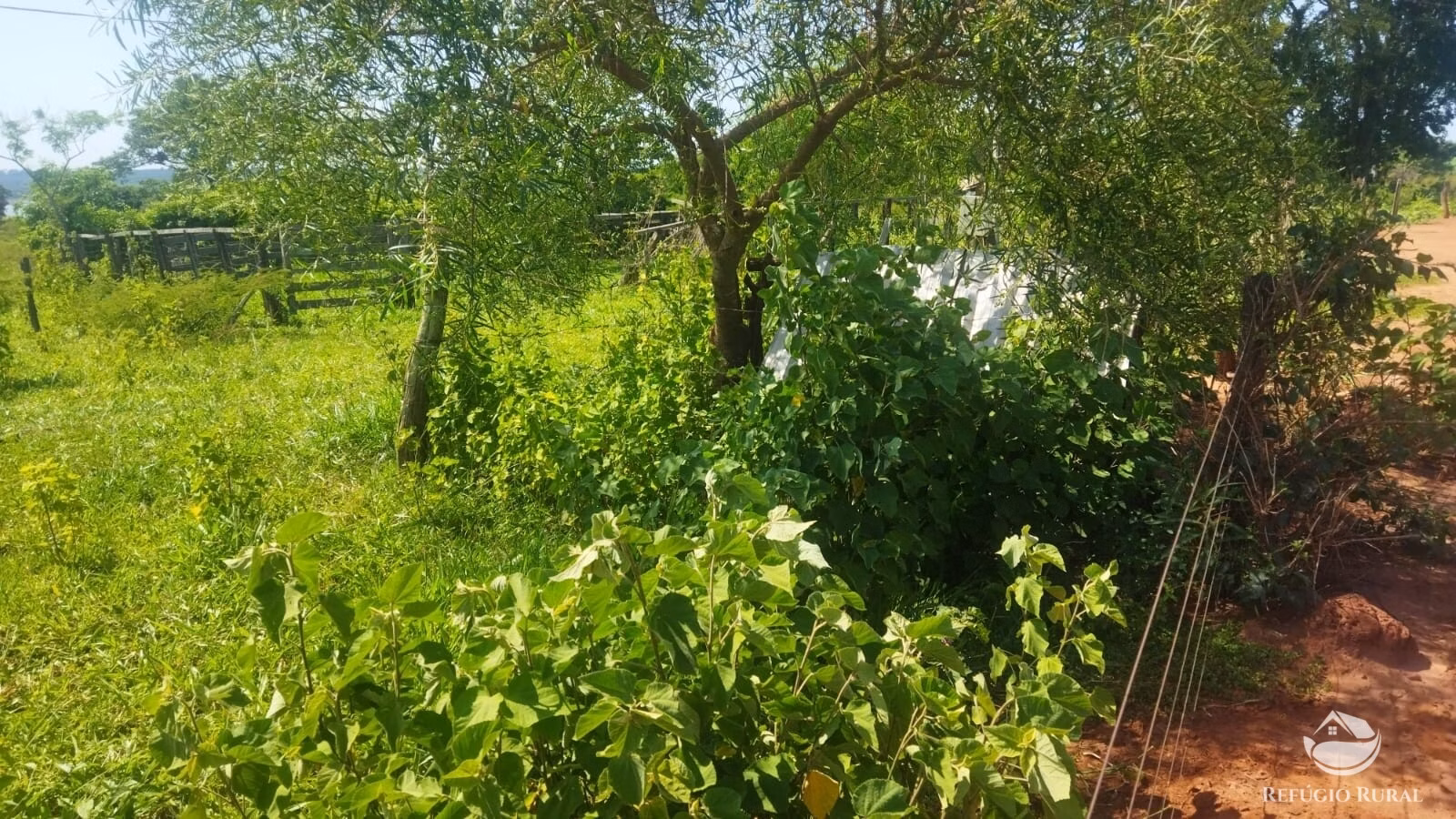 Sítio de 41 ha em Frutal, MG