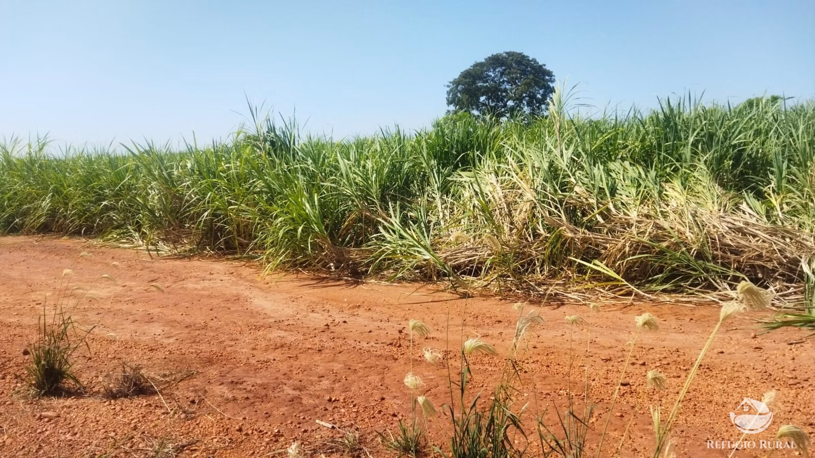 Sítio de 41 ha em Frutal, MG