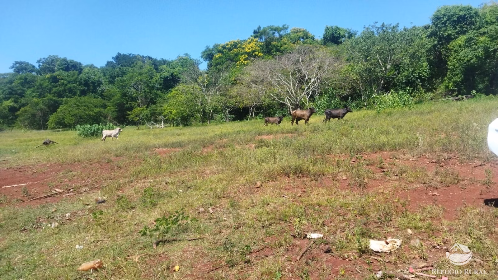 Sítio de 41 ha em Frutal, MG