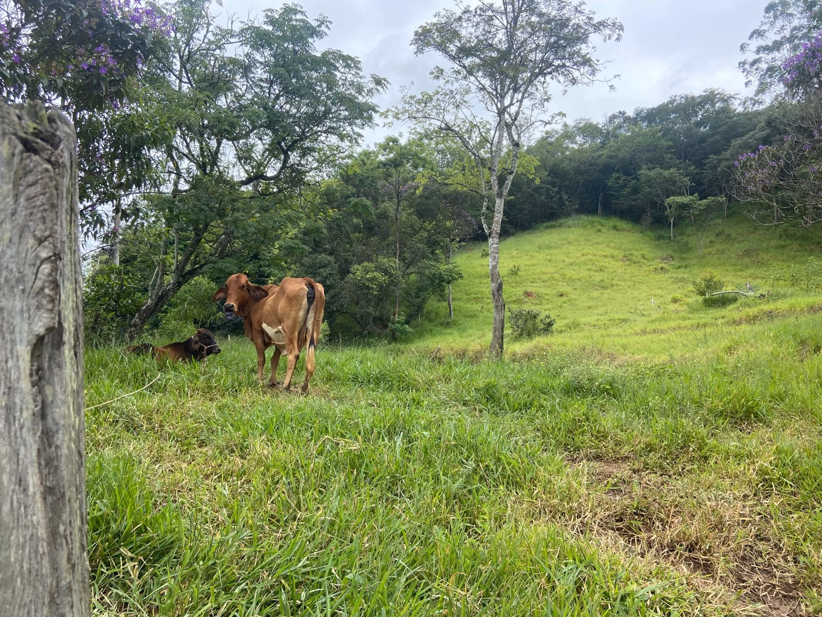Terreno de 2 ha em São José dos Campos, SP
