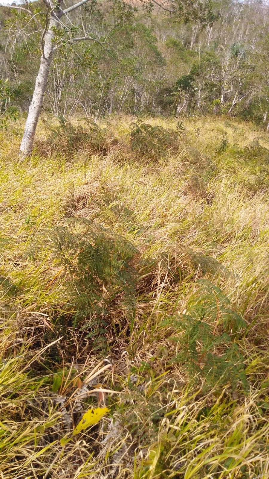 Terreno de 2 ha em São José dos Campos, SP