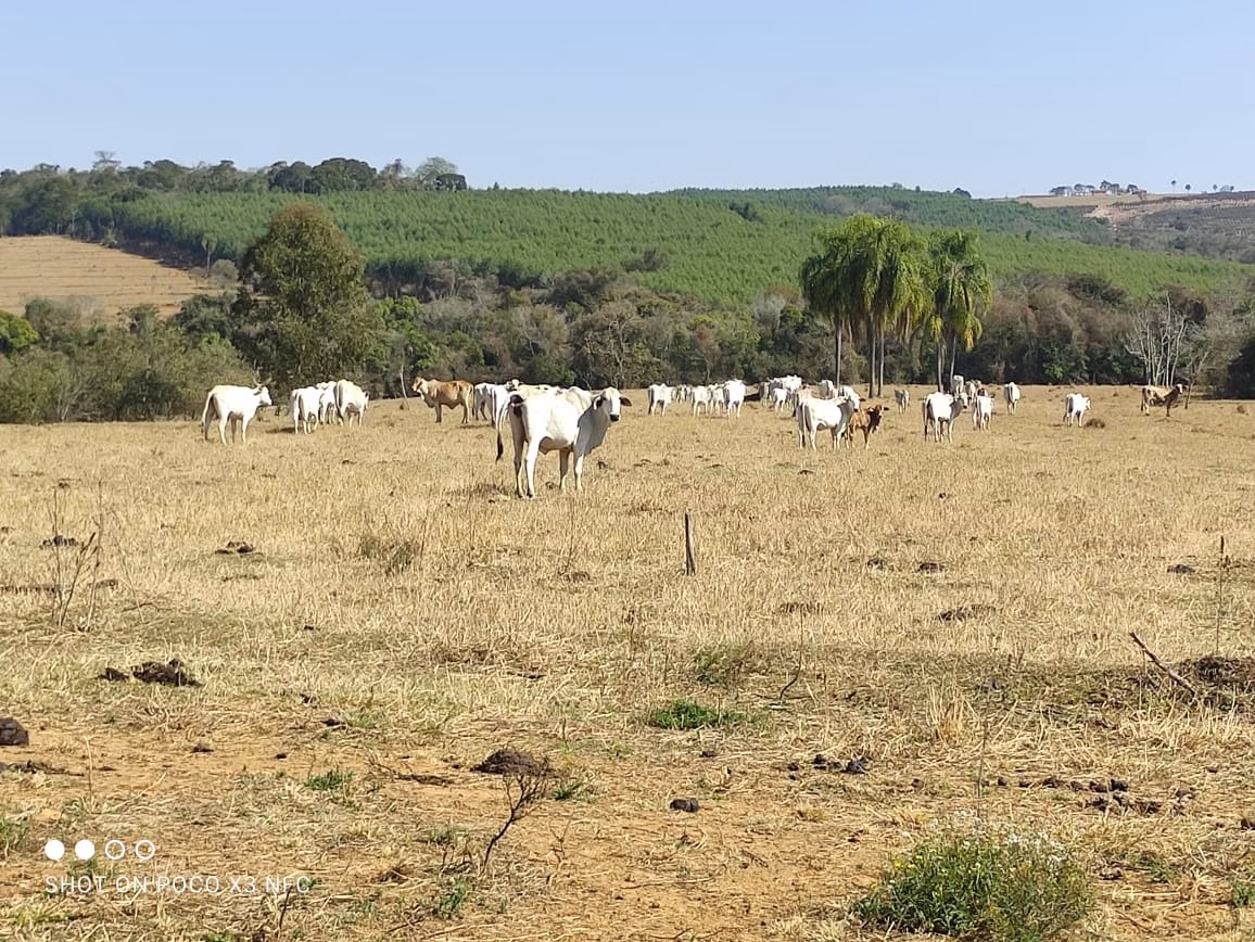 Small farm of 72 acres in Angatuba, SP, Brazil