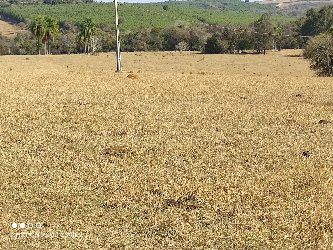 Sítio de 29 ha em Angatuba, SP