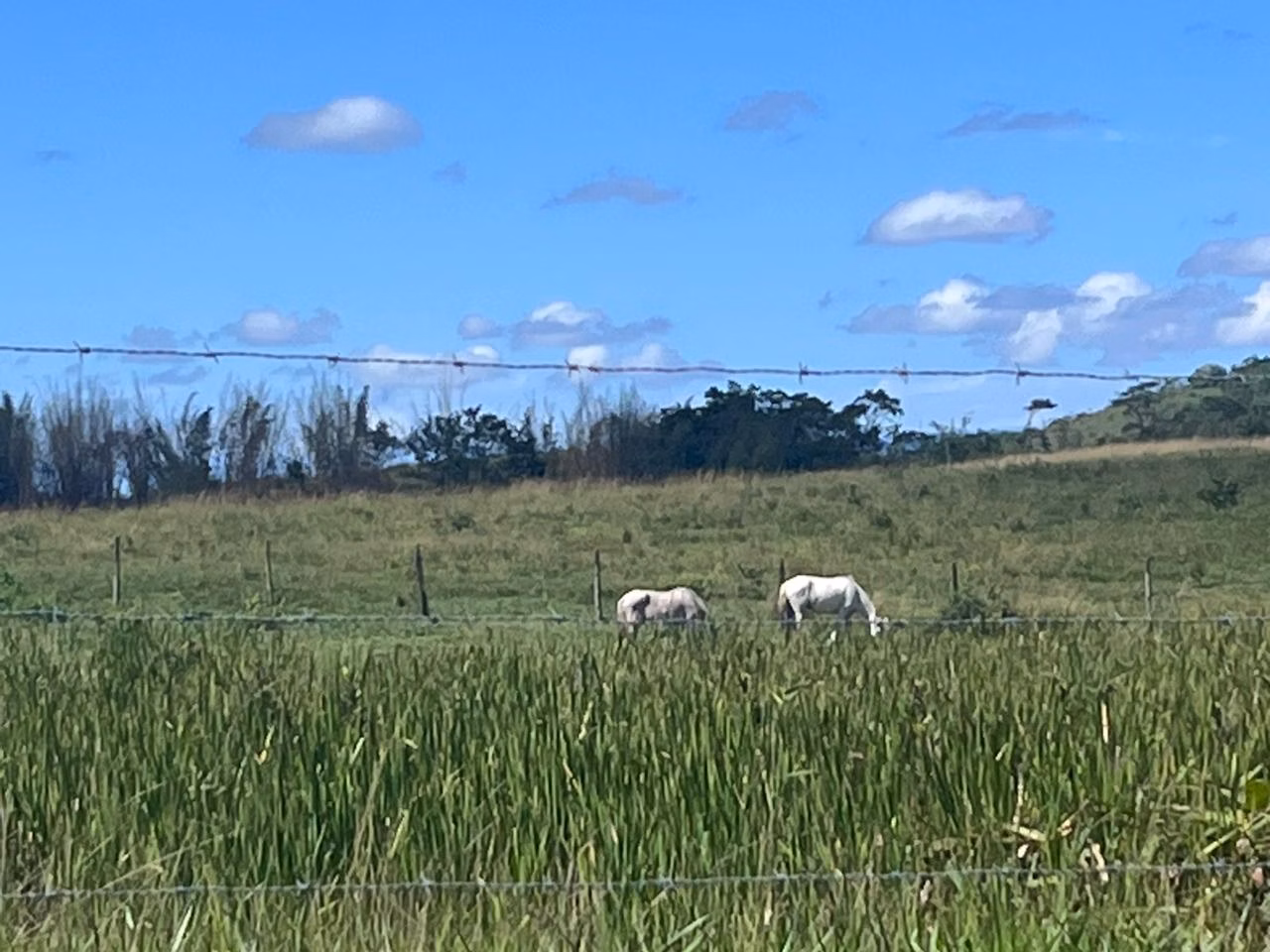 Fazenda de 125 ha em Araruama, RJ