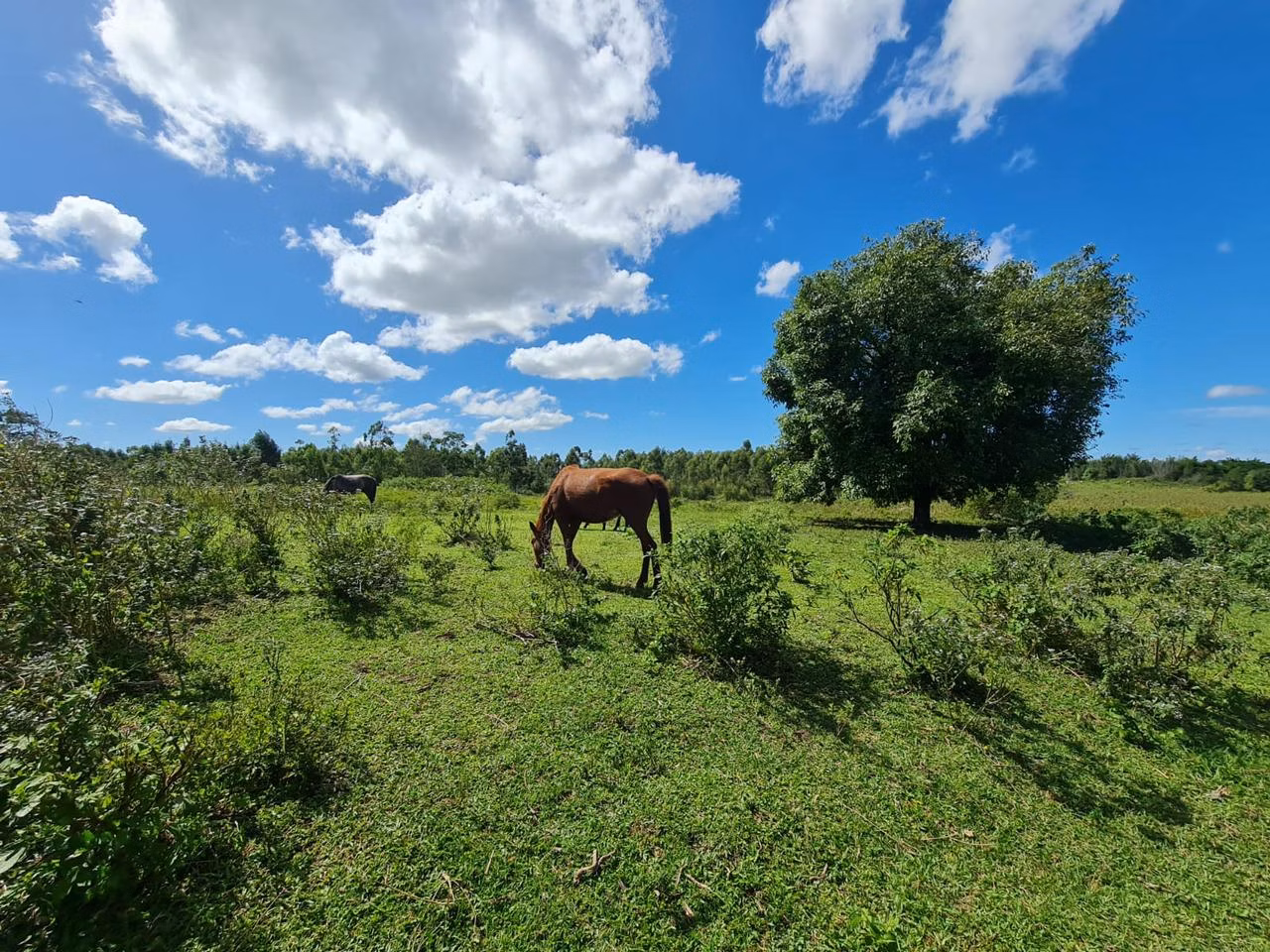 Fazenda de 125 ha em Araruama, RJ
