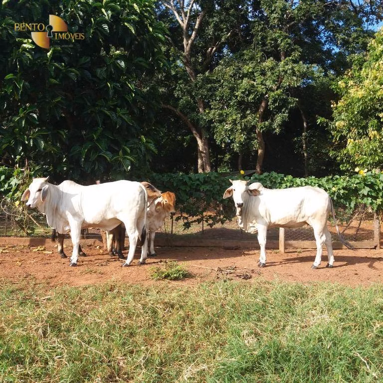 Fazenda de 370 ha em Acorizal, MT