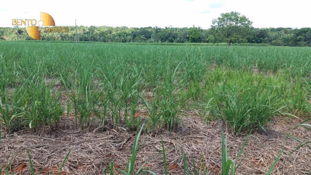 Fazenda de 370 ha em Acorizal, MT