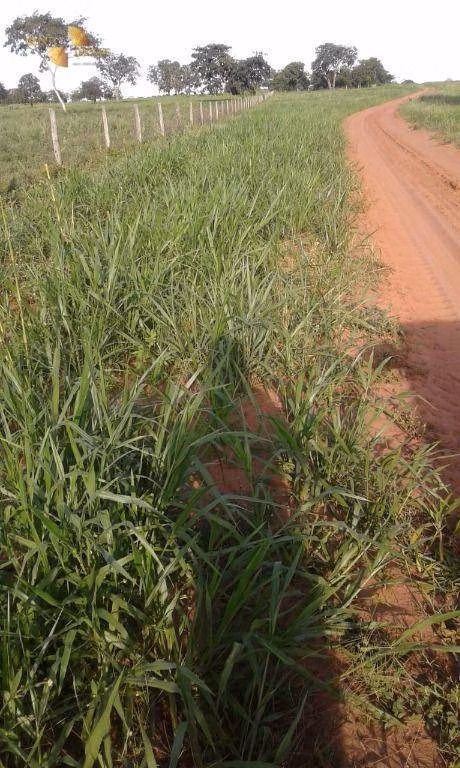 Fazenda de 1.158 ha em Primavera do Leste, MT