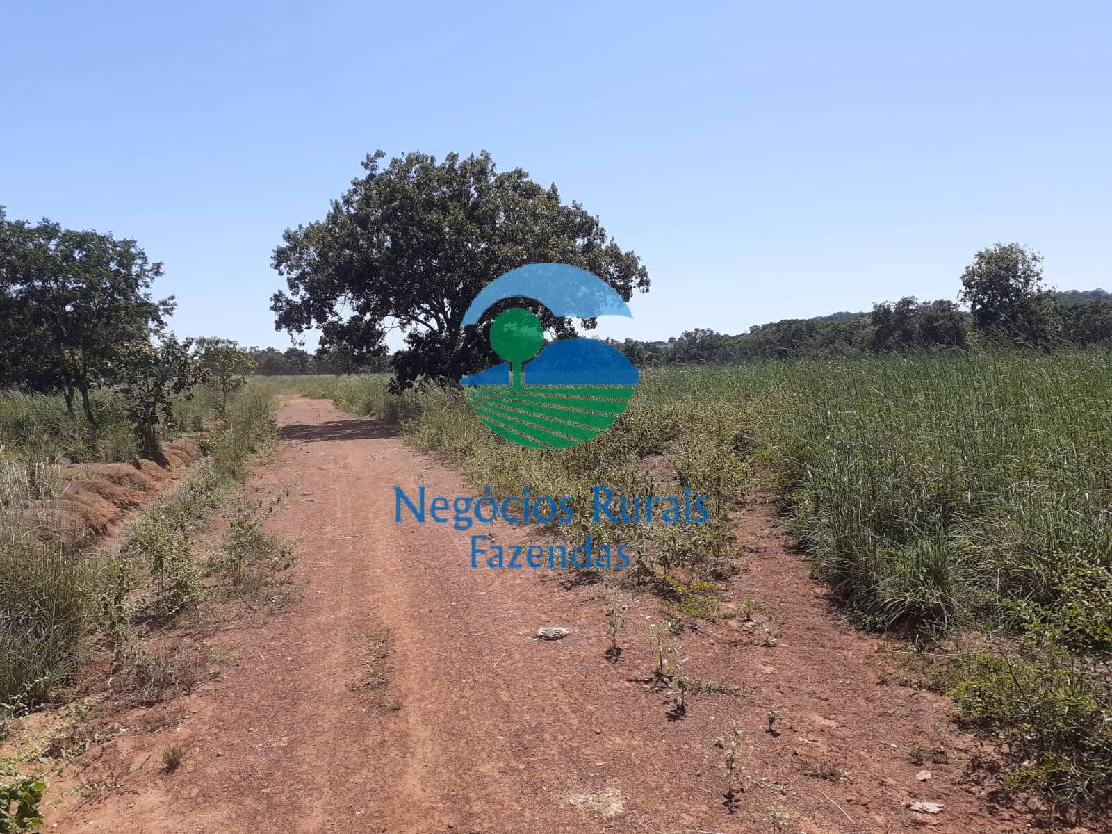 Fazenda de 489 ha em Montividiu do Norte, GO