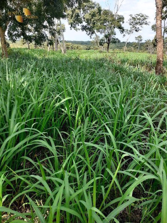 Fazenda de 105 ha em Cuiabá, MT