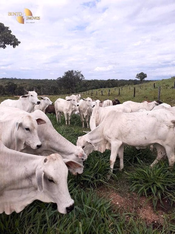 Fazenda de 105 ha em Cuiabá, MT