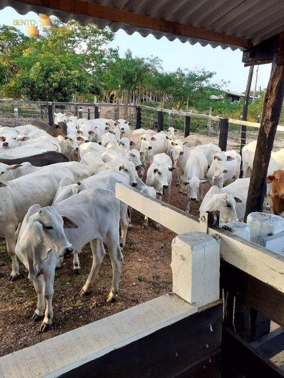 Fazenda de 105 ha em Cuiabá, MT