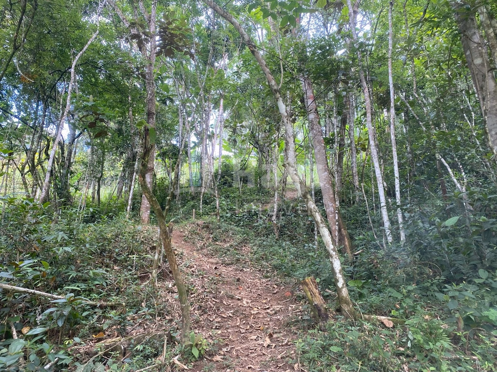 Fazenda de 4 ha em Nova Trento, SC