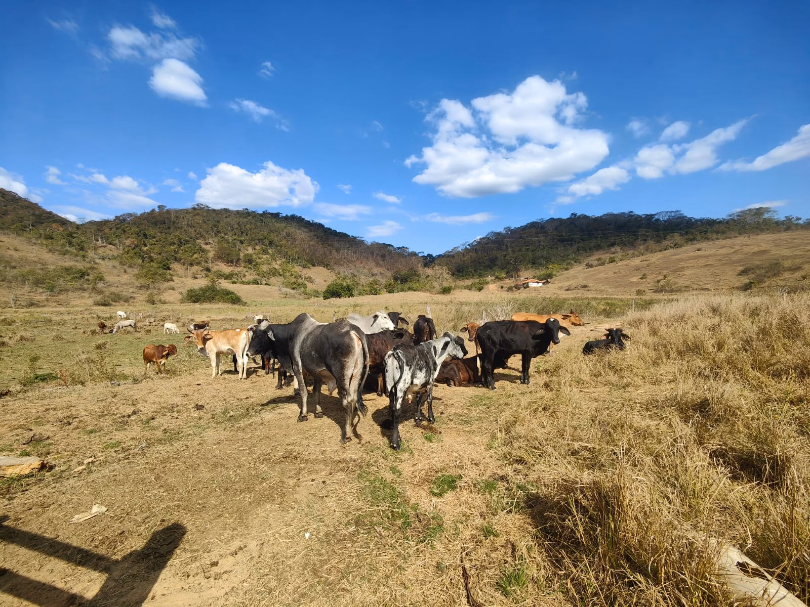 Farm zum Verkauf von 275 ha in Além Paraíba, MG
