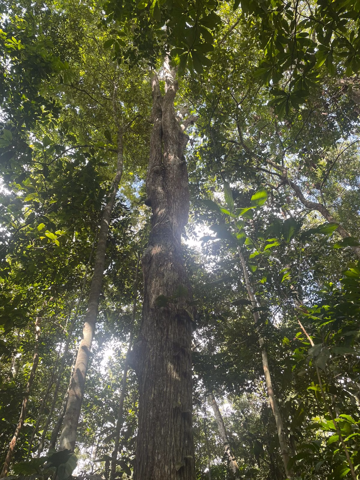 Terreno de 44 ha em Iranduba, AM