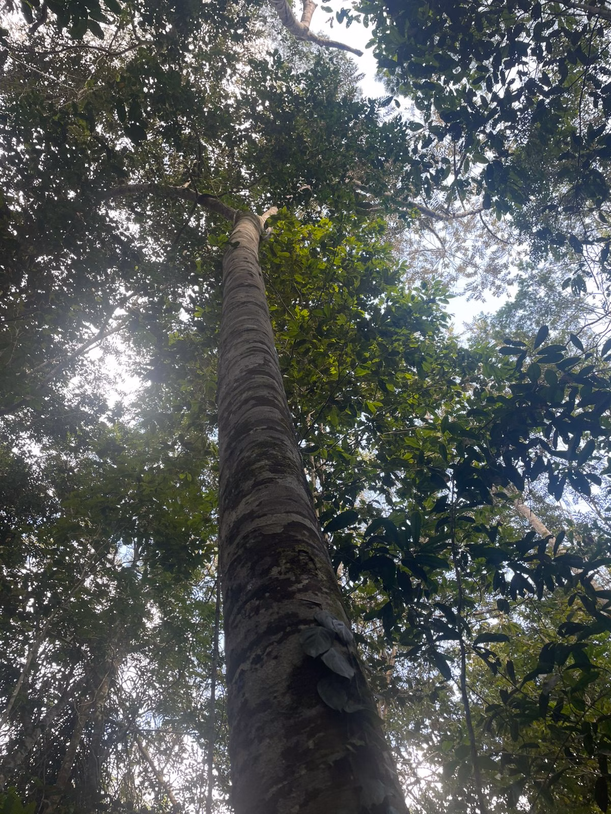 Plot of 109 acres in Iranduba, AM, Brazil