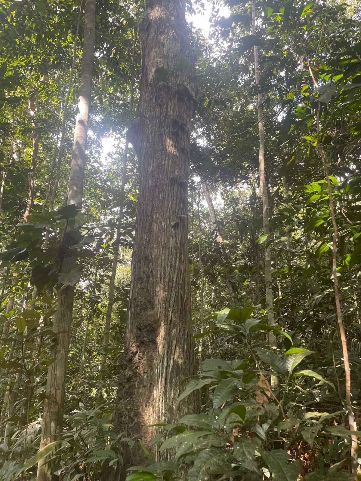 Plot of 109 acres in Iranduba, AM, Brazil