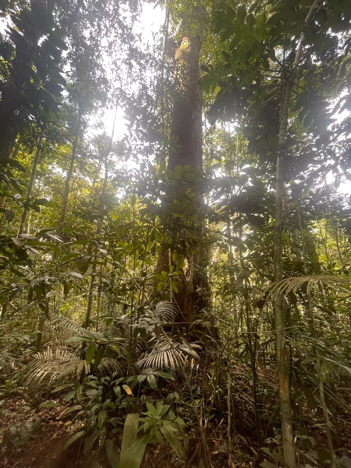 Plot of 109 acres in Iranduba, AM, Brazil
