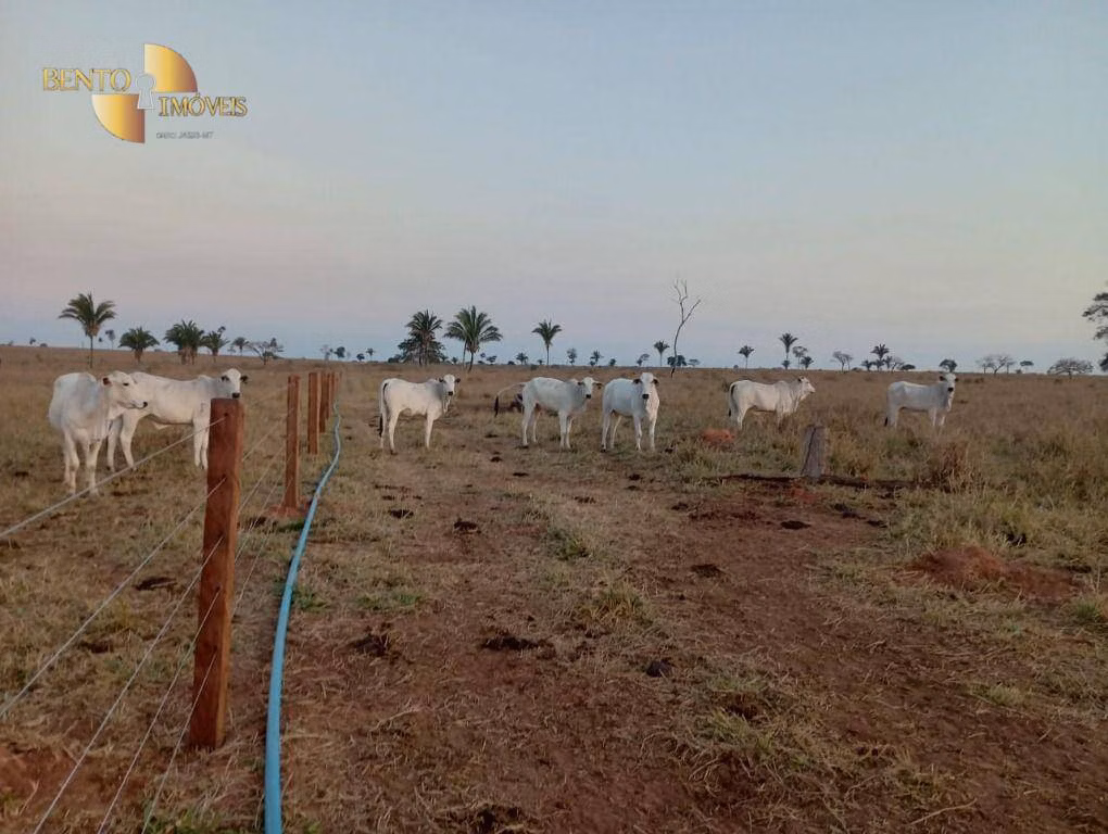 Fazenda de 400 ha em Tangará da Serra, MT