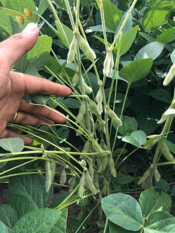 Fazenda de 2.700 ha em Riachão, MA