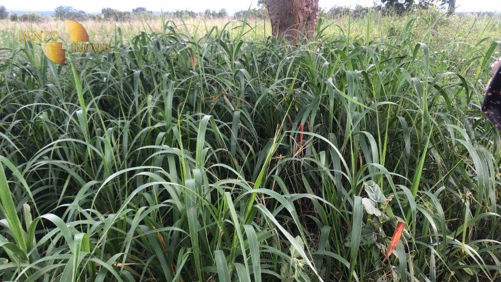 Fazenda de 10.400 ha em Paranatinga, MT