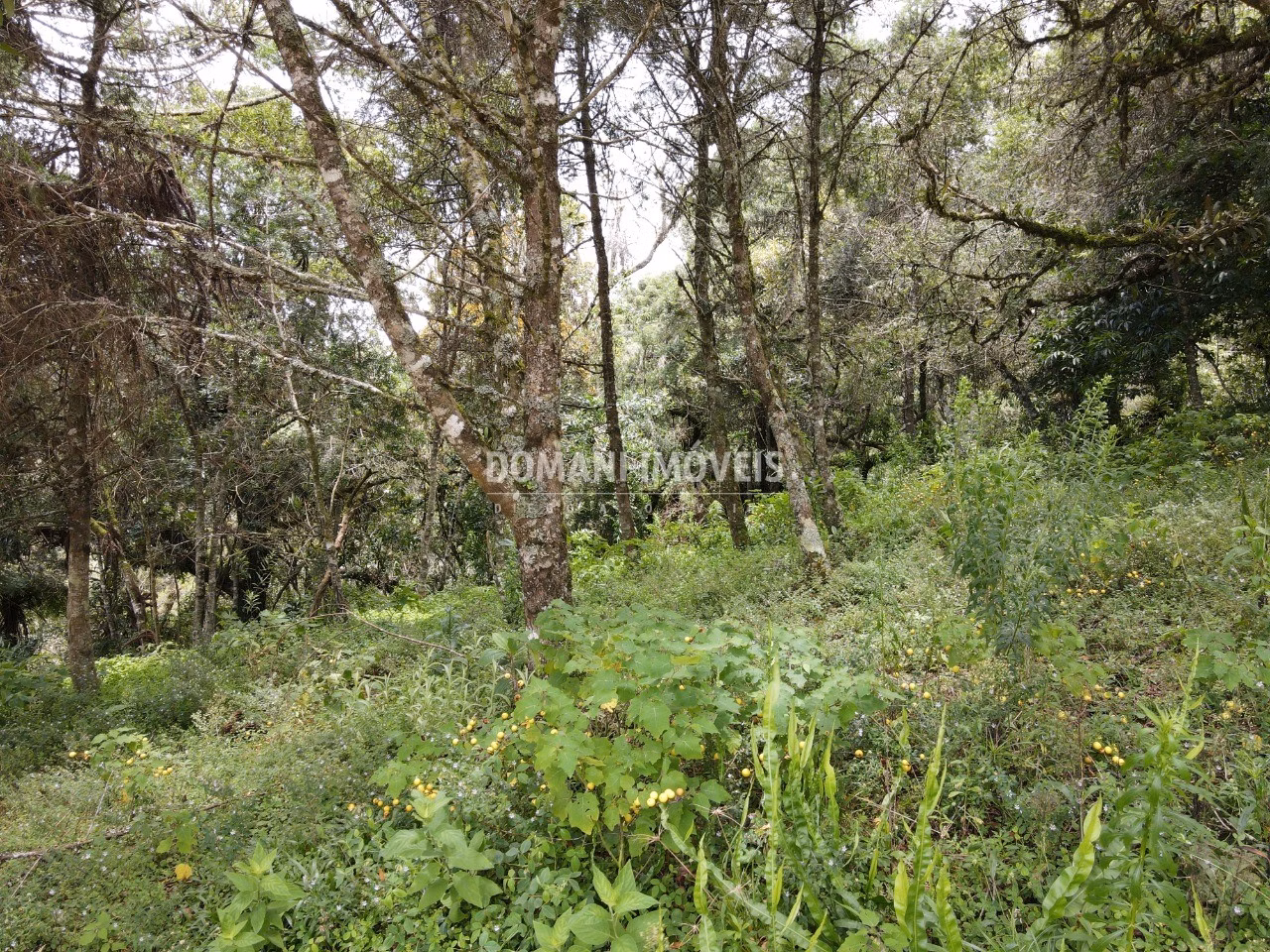 Terreno de 1.990 m² em Campos do Jordão, SP