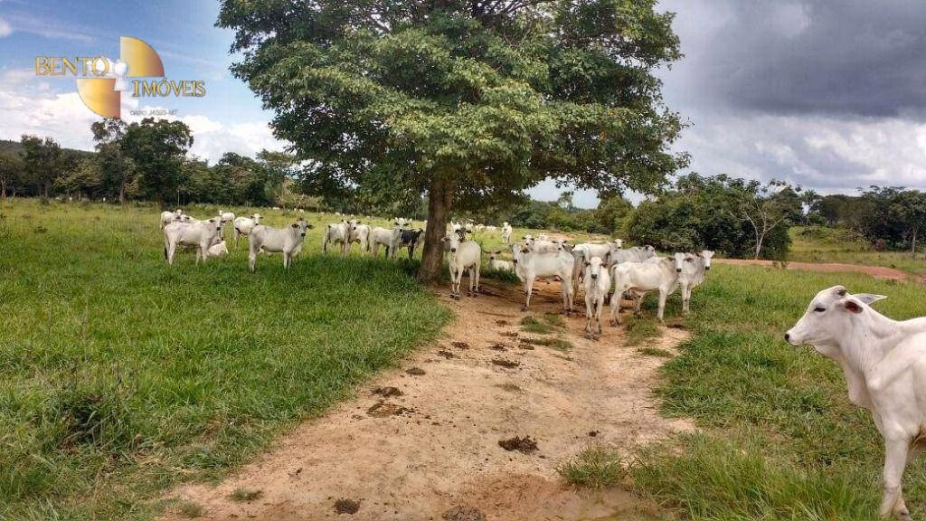 Fazenda de 3.117 ha em Jangada, MT