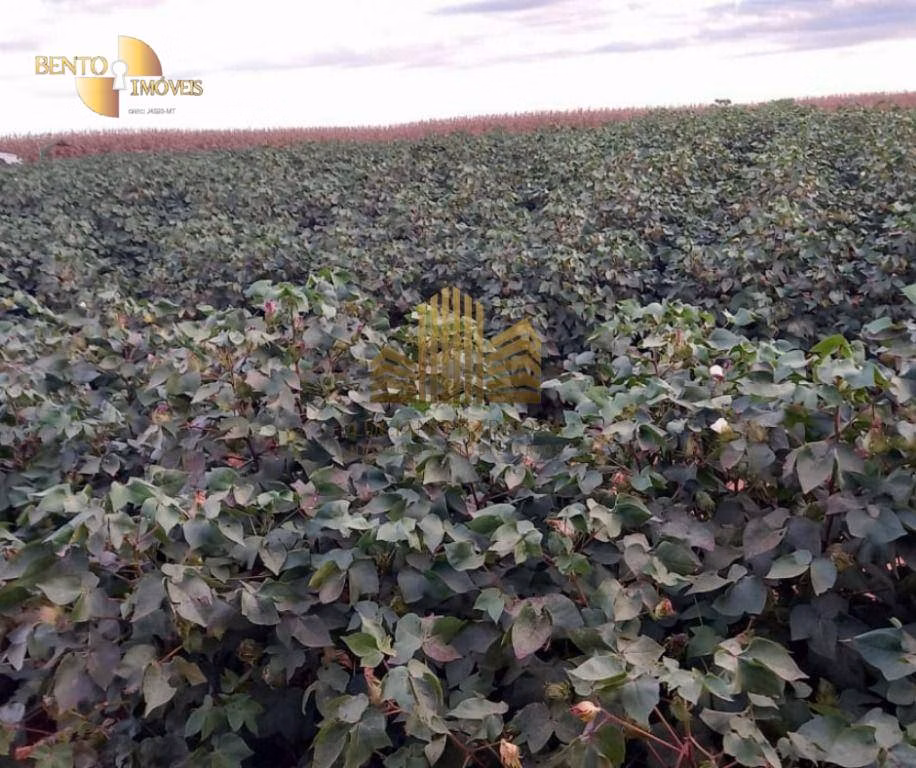 Fazenda de 775 ha em Primavera do Leste, MT