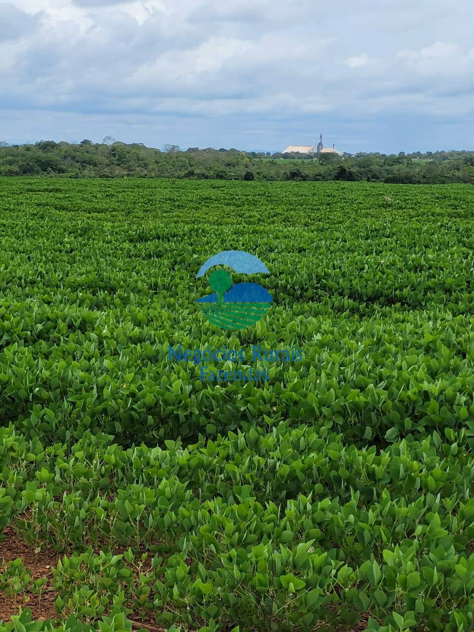 Fazenda de 513 ha em Silvanópolis, TO