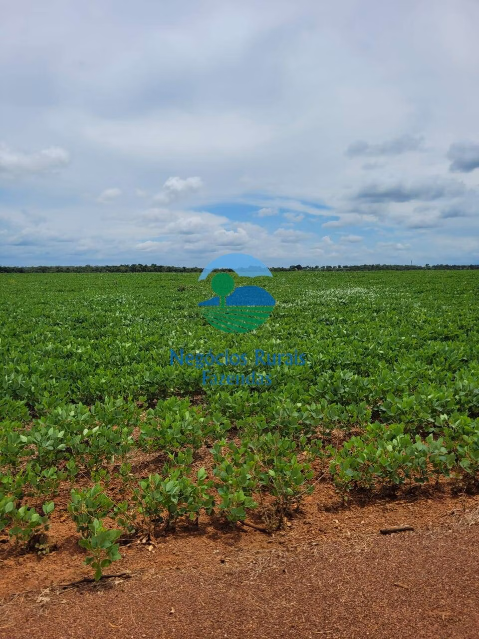 Fazenda de 513 ha em Silvanópolis, TO