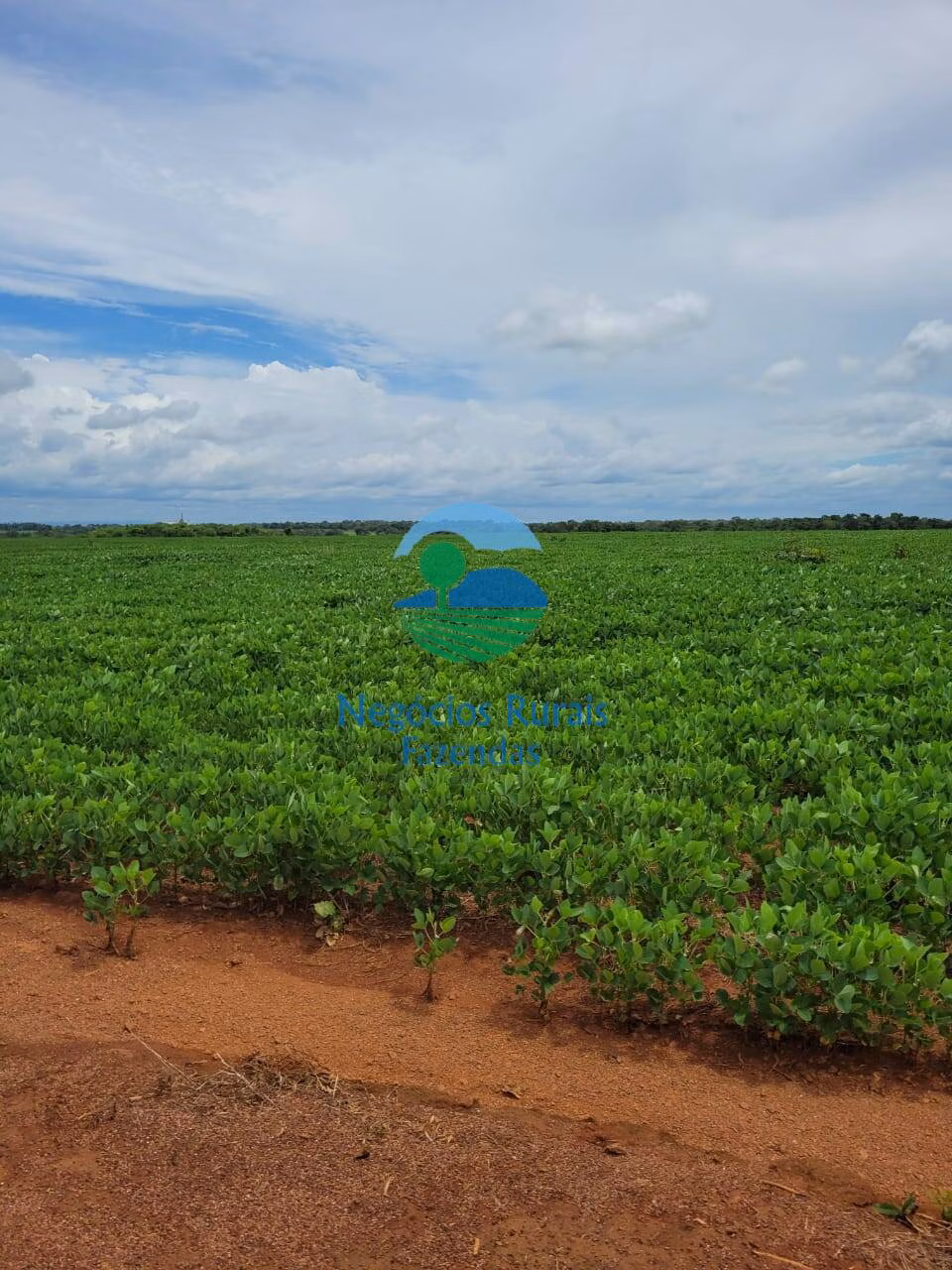 Fazenda de 513 ha em Silvanópolis, TO
