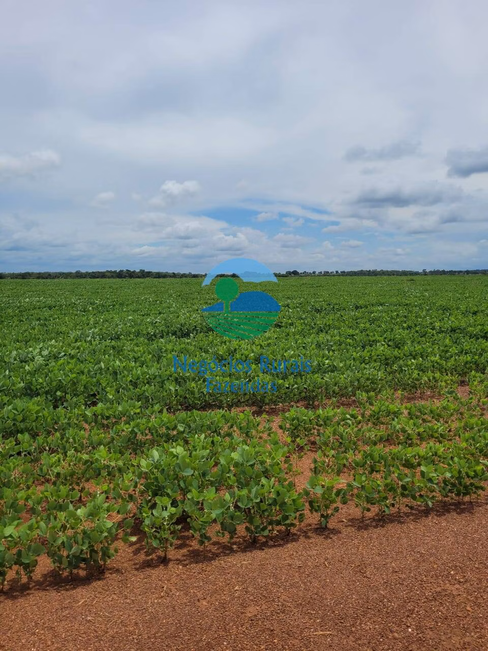 Fazenda de 513 ha em Silvanópolis, TO