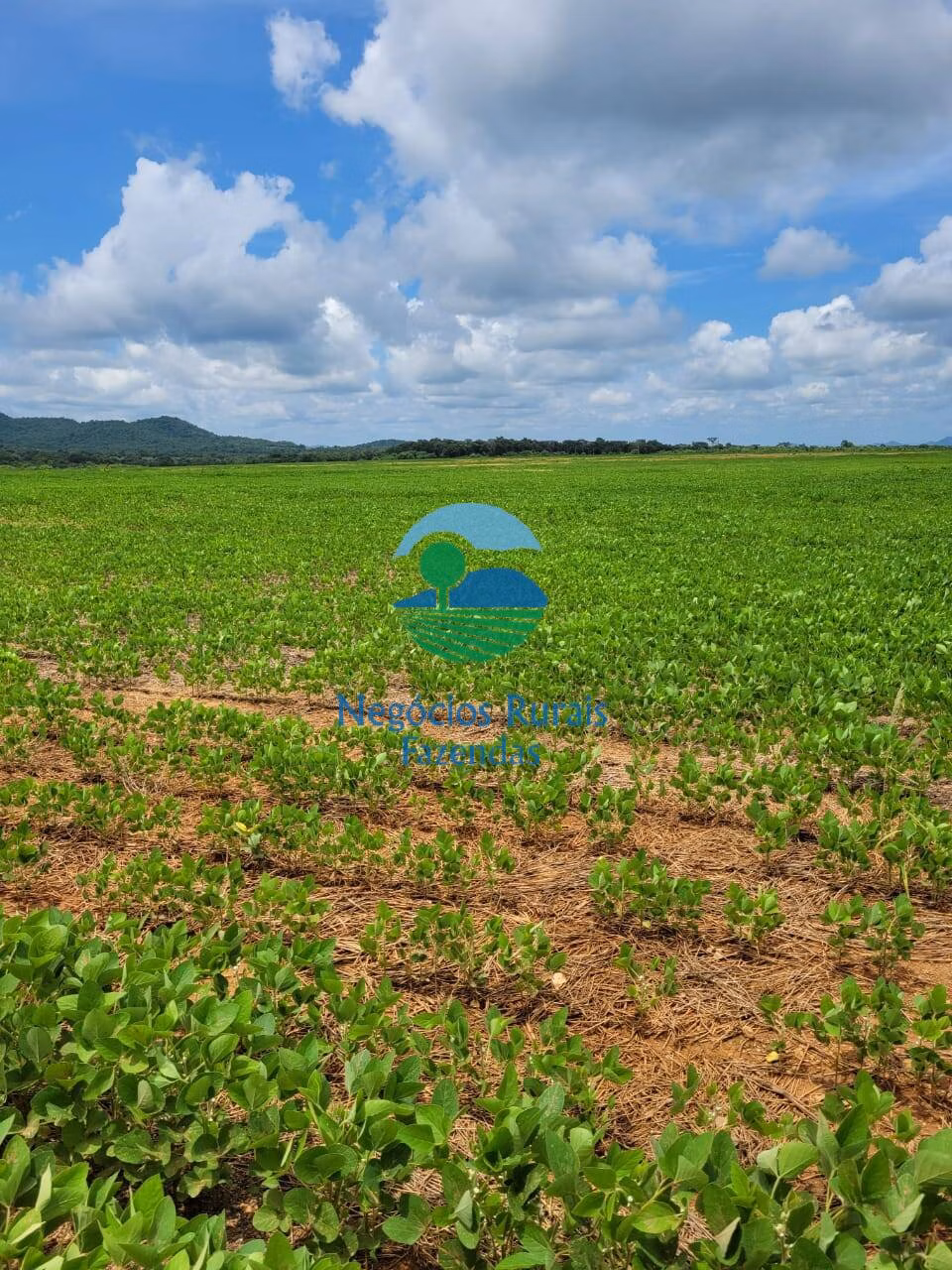 Fazenda de 513 ha em Silvanópolis, TO