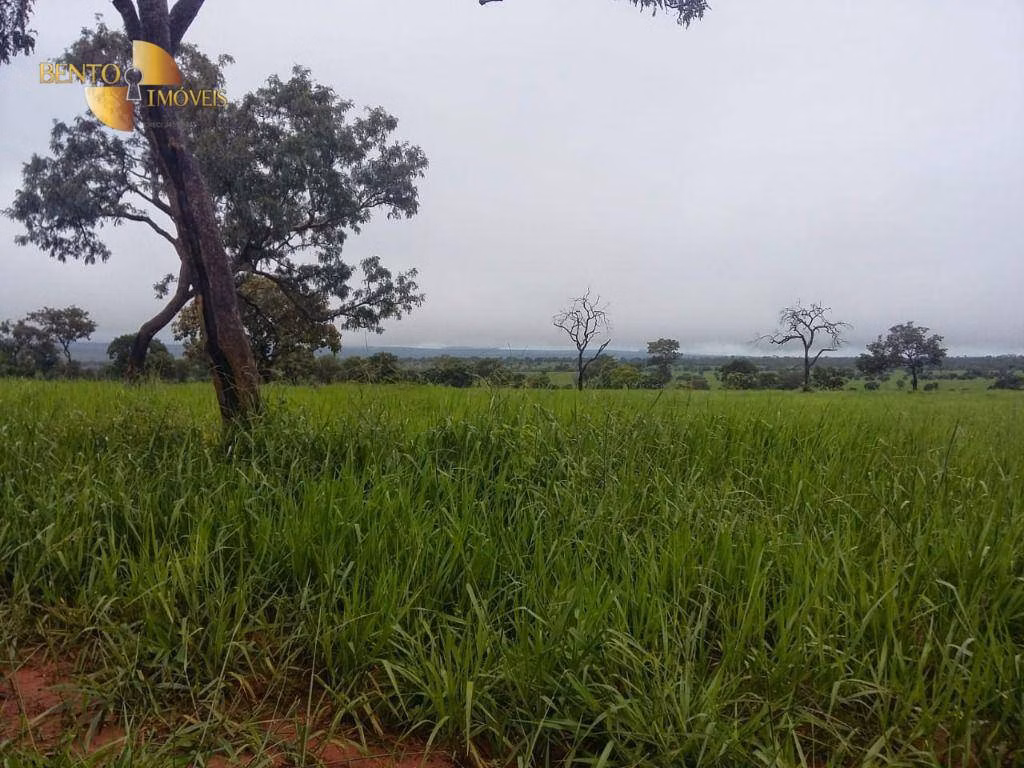 Fazenda de 1.030 ha em Primavera do Leste, MT